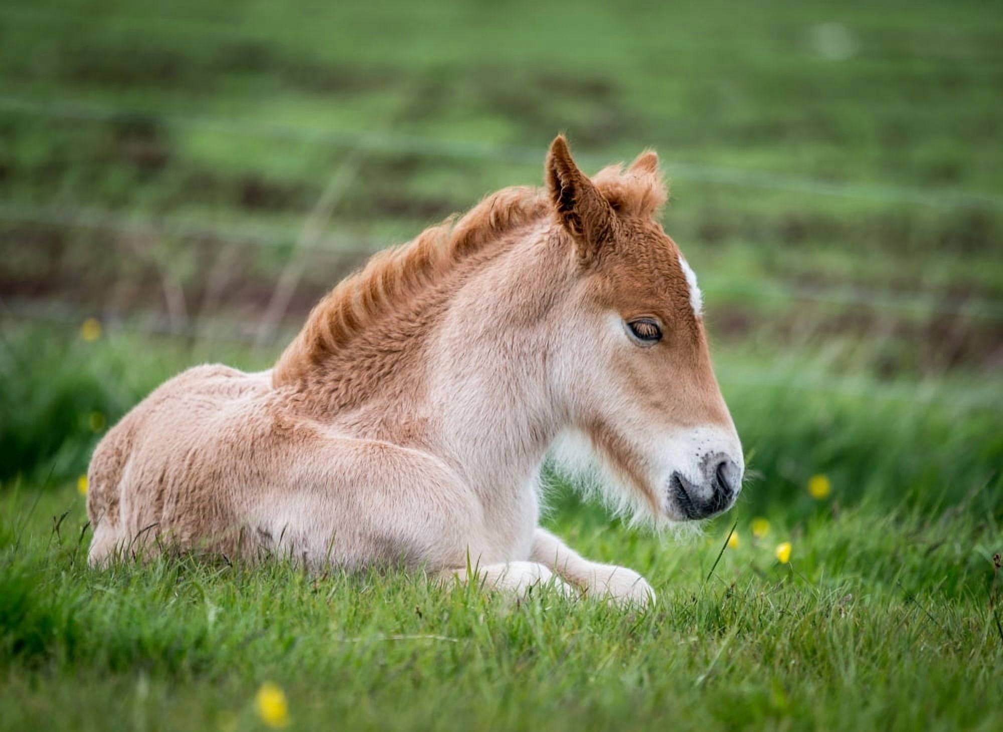 New born foal Iceland Purebred Icelandic foal Iceland Canvas Art - Panoramic Images (36 x 12)