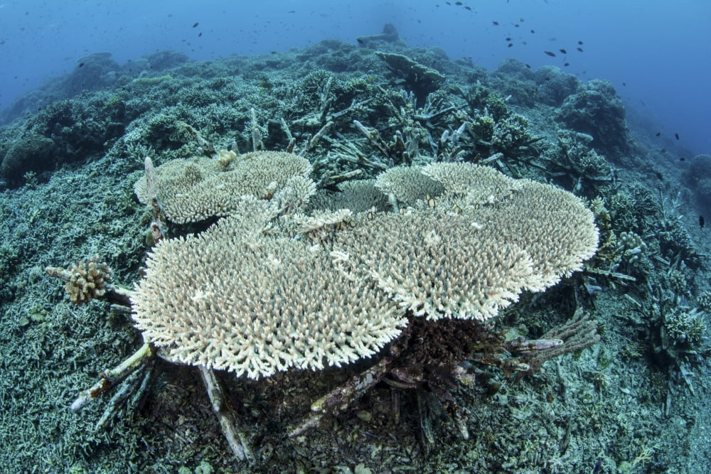 New table corals grow on an artificial reef near Sulawesi Indonesia Canvas Art - Ethan DanielsStocktrek Images (34 x 23)