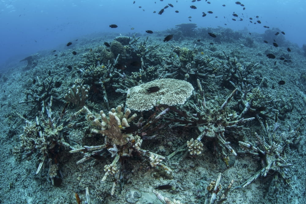 New table corals grow on an artificial reef near Sulawesi Indonesia Canvas Art - Ethan DanielsStocktrek Images (34 x 23)