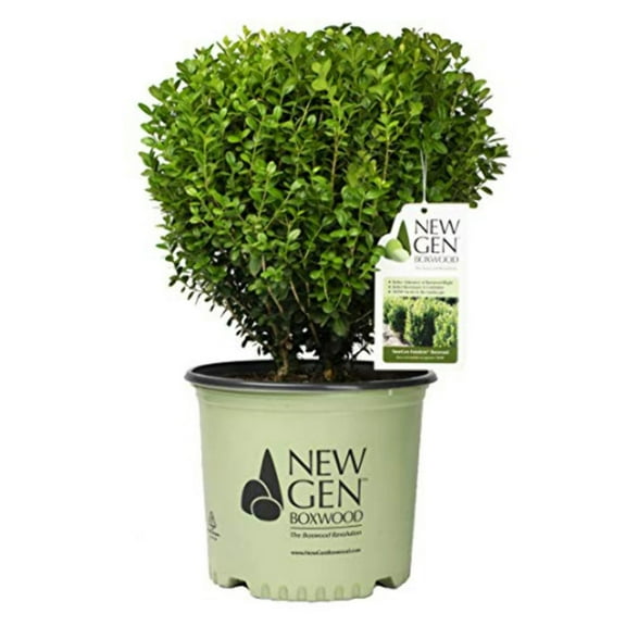 NewGen Freedom Boxwood - Buxus SB300 PP32421