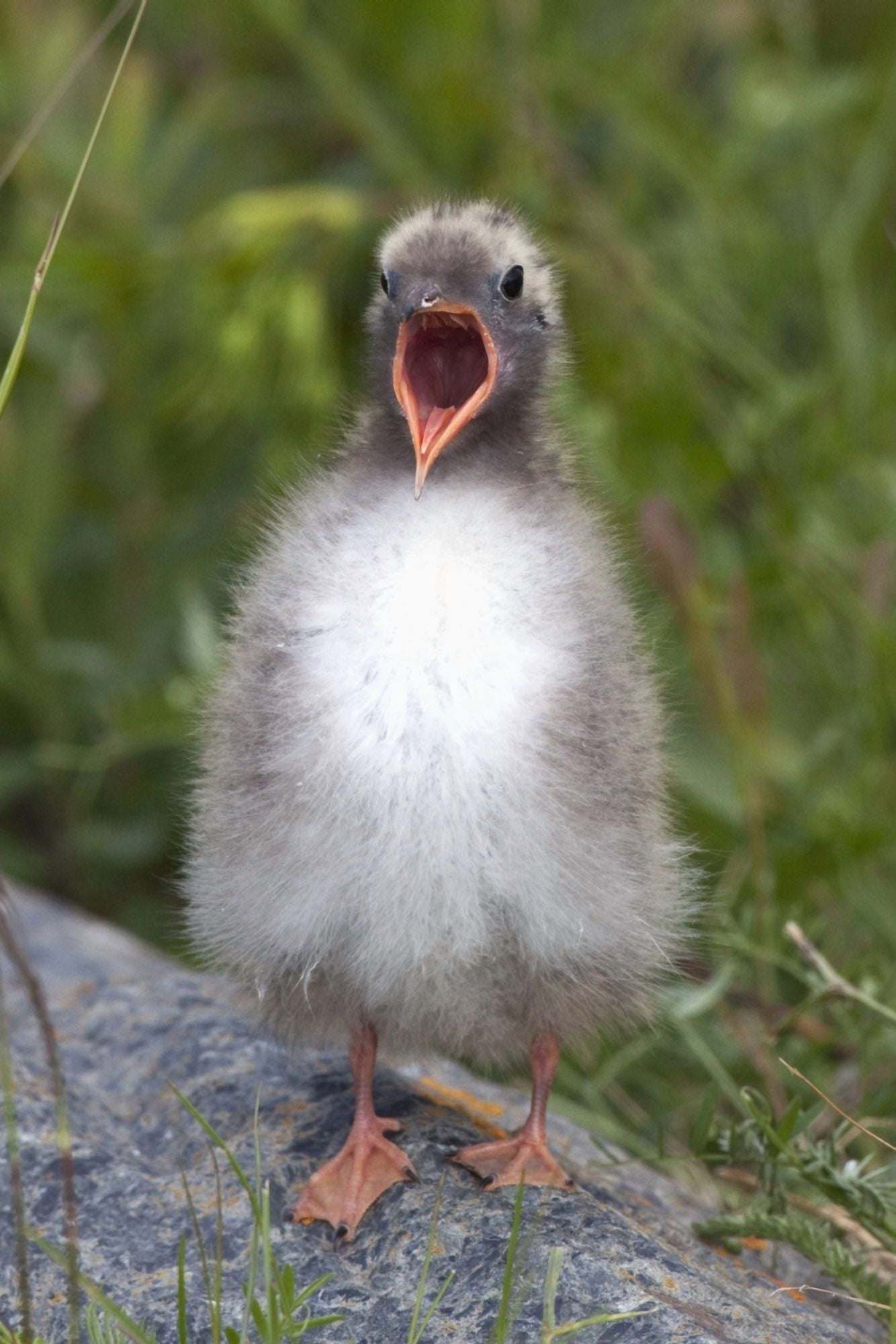 Newborn Arctic Tern Chick With Mouth Wide Open And Waiting To Be Fed At Potter Marsh Near Anchorage Alaska Canvas Art - Doug Lindstrand Design Pics (12 x 19)