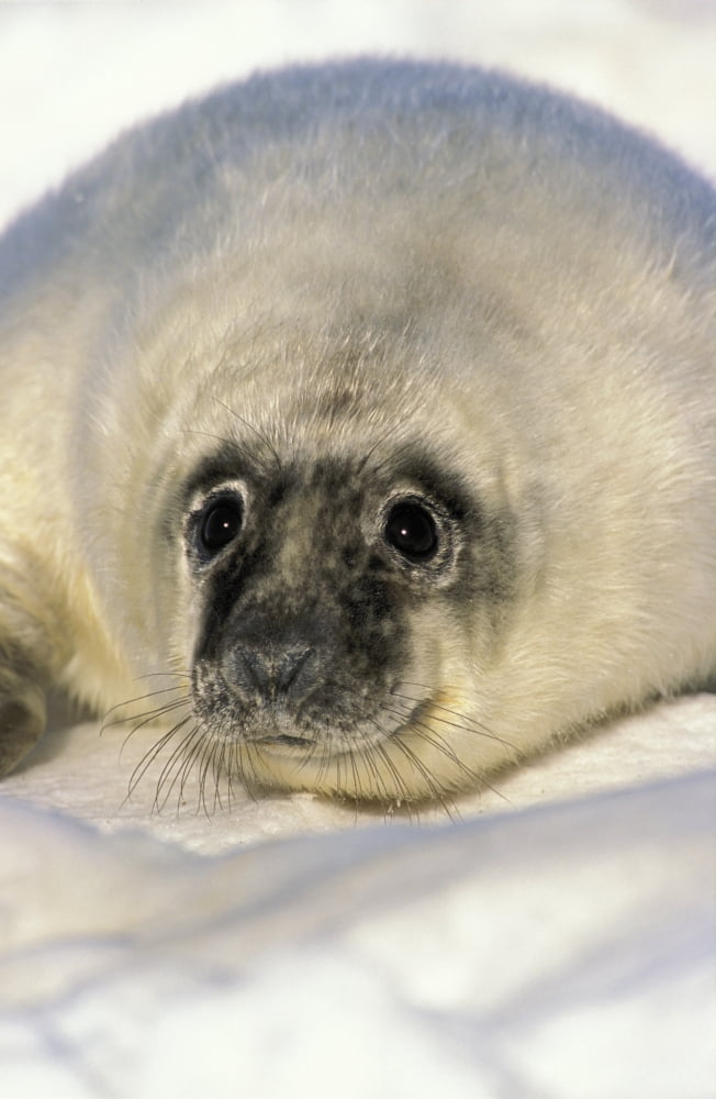 Newborn Gray Seal Pup (Halichoerus Grypus) Northumberland Strait Nova Scotia Canvas Art - Thomas Kitchin & Victoria Hurst Design Pics (22 x 36)