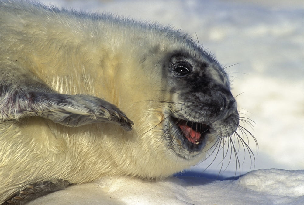 Newborn Gray Seal Pup (Halichoerus Grypus) Northumberland Strait Nova Scotia Canvas Art - Thomas Kitchin & Victoria Hurst Design Pics (32 x 22)