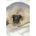 thumbnail image 1 of Newborn Gray Seal Pup Northumberland Strait Nova Scotia Poster Print, 1 of 3