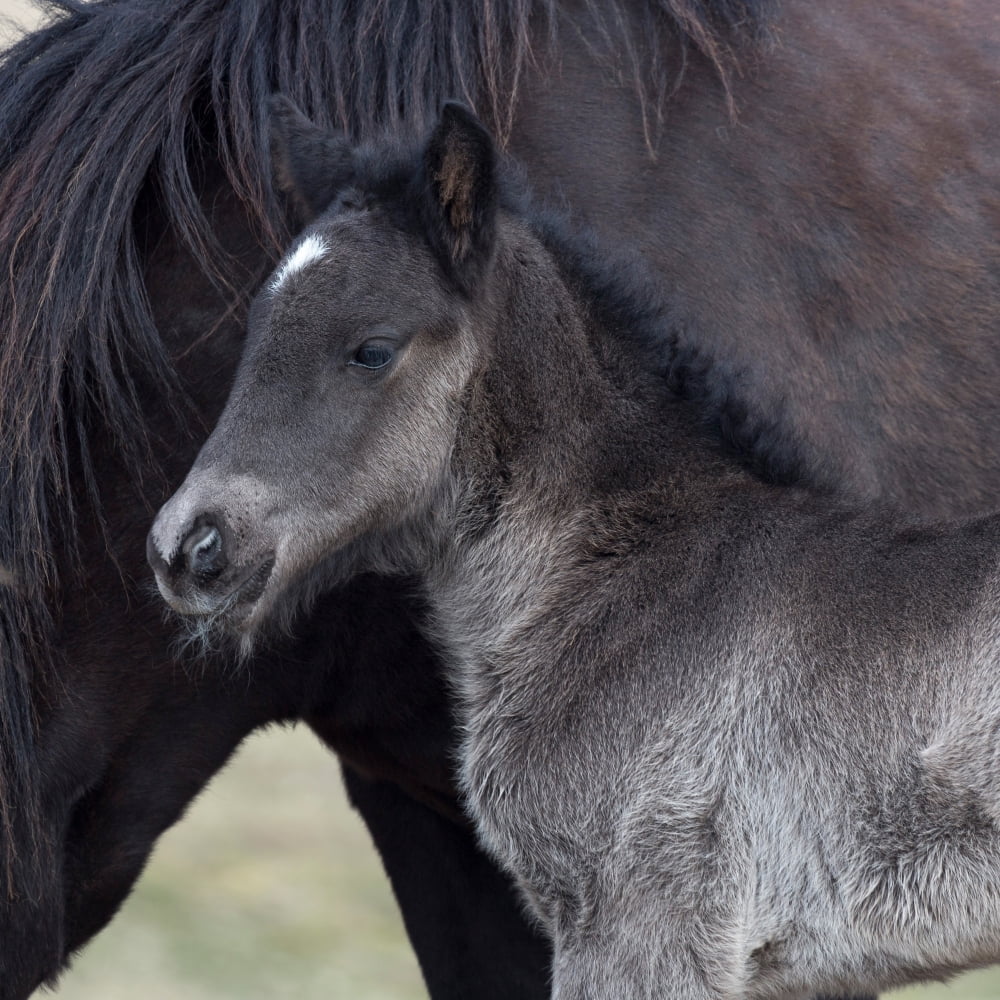 Newborn foal with horse Iceland Iceland purebred horse Canvas Art - Panoramic Images (24 x 24)