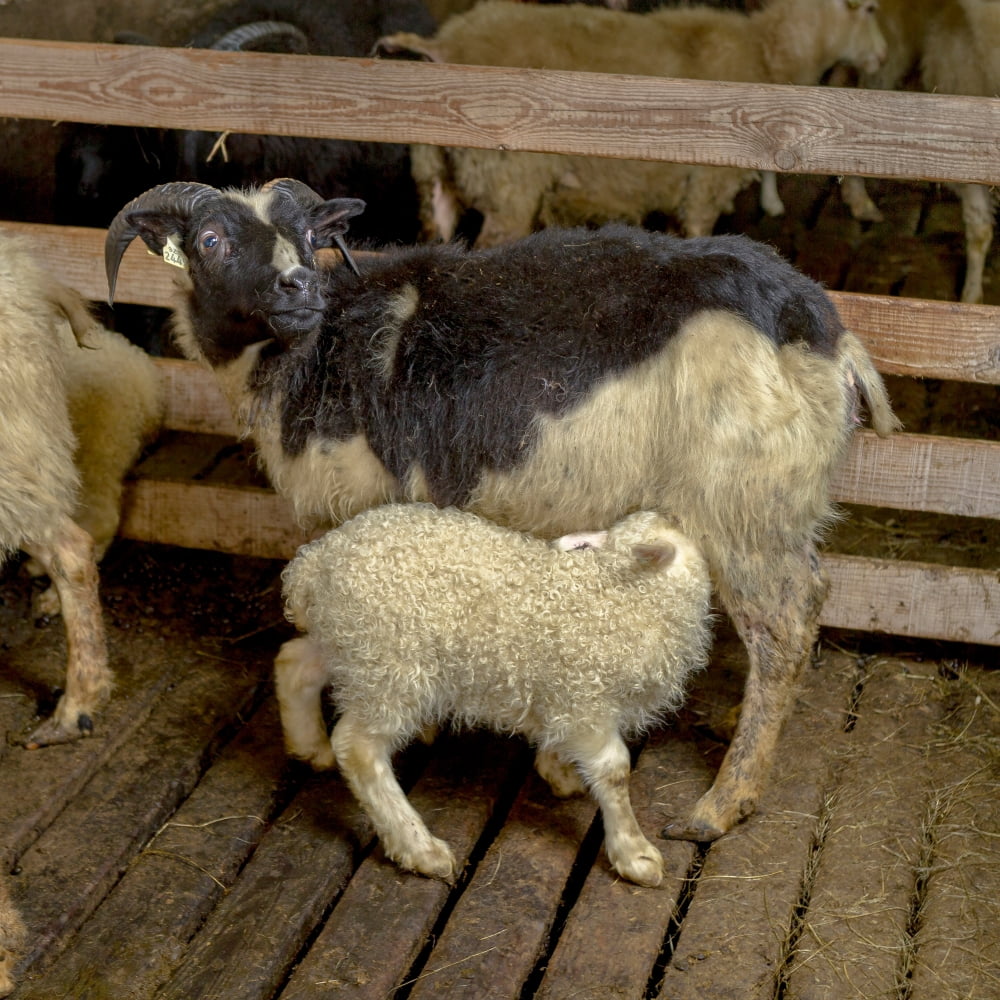Newborn lamb feeding from Ewe Eastern Iceland Canvas Art - Panoramic Images (24 x 24)