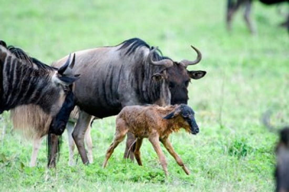 Newborn wildebeest calf with its parents Ndutu Ngorongoro Tanzania Canvas Art - Panoramic Images (36 x 24)