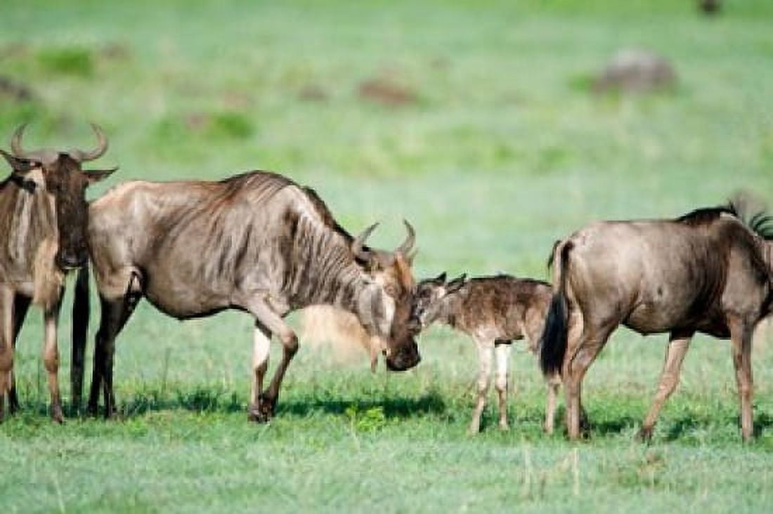 Newborn wildebeest calf with its parents Ndutu Ngorongoro Tanzania Canvas Art - Panoramic Images (36 x 24)