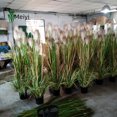 Newce Reed Wholesale Simulation Setaria Potted Large Simulation Dried