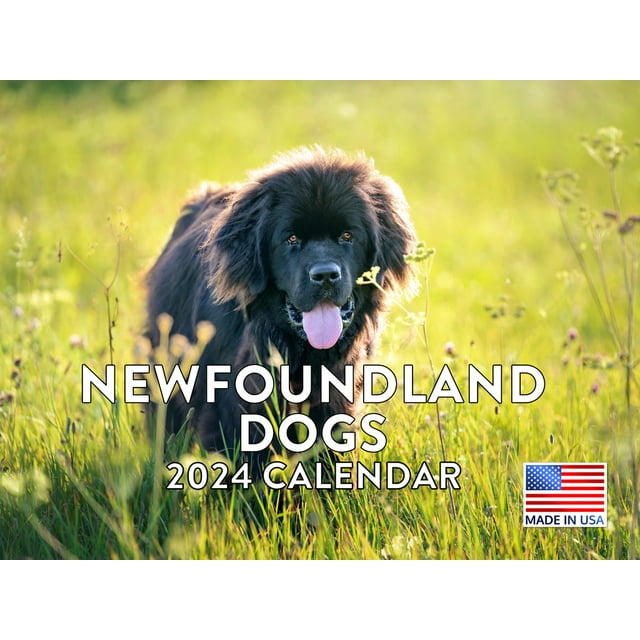 Newfoundland Dog 2024 Wall Calendar Newfoundland 2024 Calendar