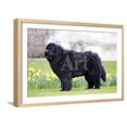 thumbnail image 1 of Newfoundland Dog, Framed Art Print Wall Art Sold by Art.Com, 1 of 6