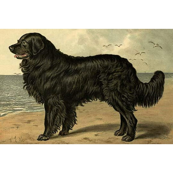 Newfoundland-Fine Art Canvas Print (20" x 30")