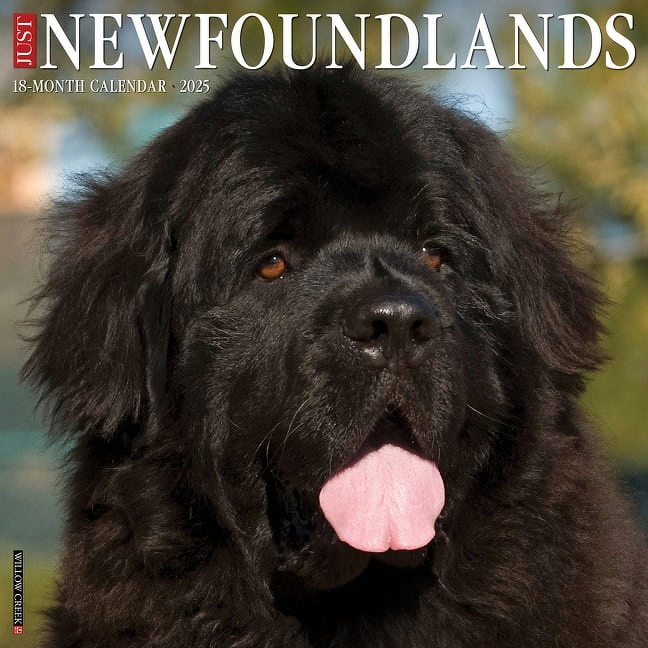 Newfoundlands 2026 12 X 12 Wall Calendar, (Hardcover)