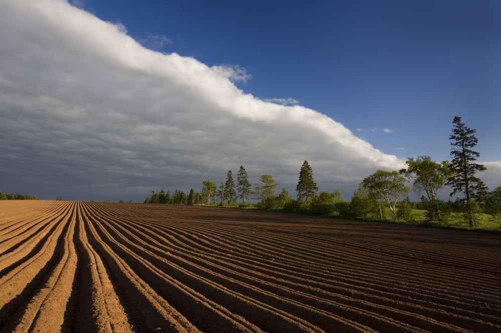Newly Planted Potato Field And Clouds Stanchel Prince Edward Island Canvas Art - John Sylvester Design Pics (34 x 22)