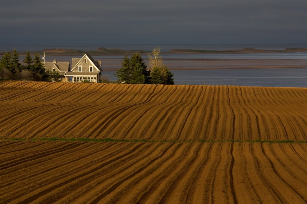 Newly Planted Potato Field Springbrook Prince Edward Island Canvas Art - John Sylvester  Design Pics (17 x 11)
