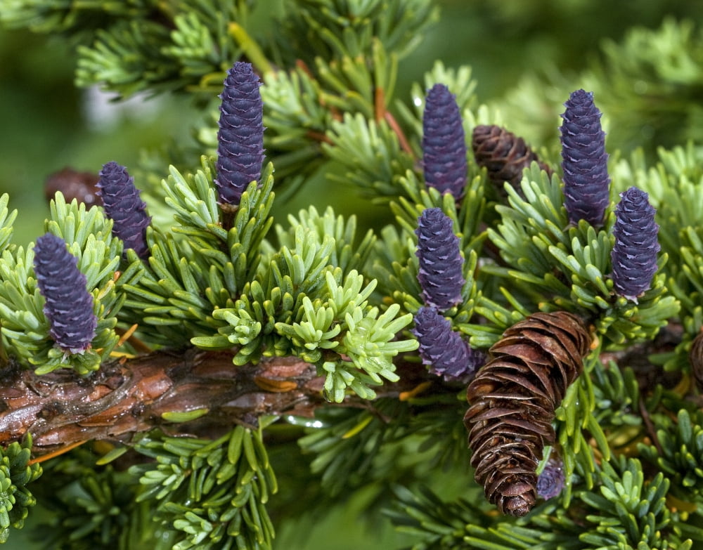 Newly Sprouted Spruce Cones Grow Amidst Last Years Cones In Glen Alps Chugach State Park Southcentral Alaska Summer Canvas Art - Ken Baehr Design Pics (17 x 13)