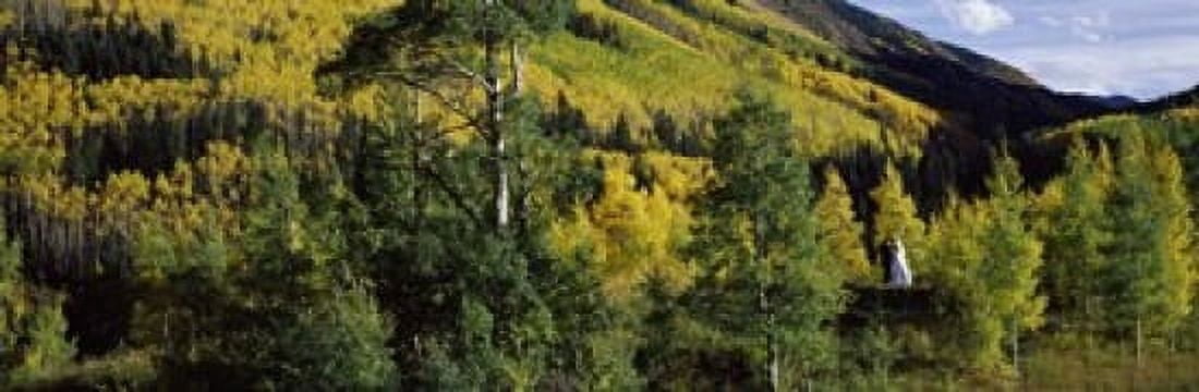 Newlywed couple in a forest Aspen Pitkin County Colorado USA Canvas Art - Panoramic Images (18 x 6)