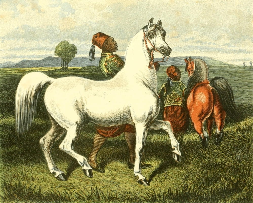 Newmarket & Arabia 1873 Arab Horses Canvas Art - Unknown (24 x 36)