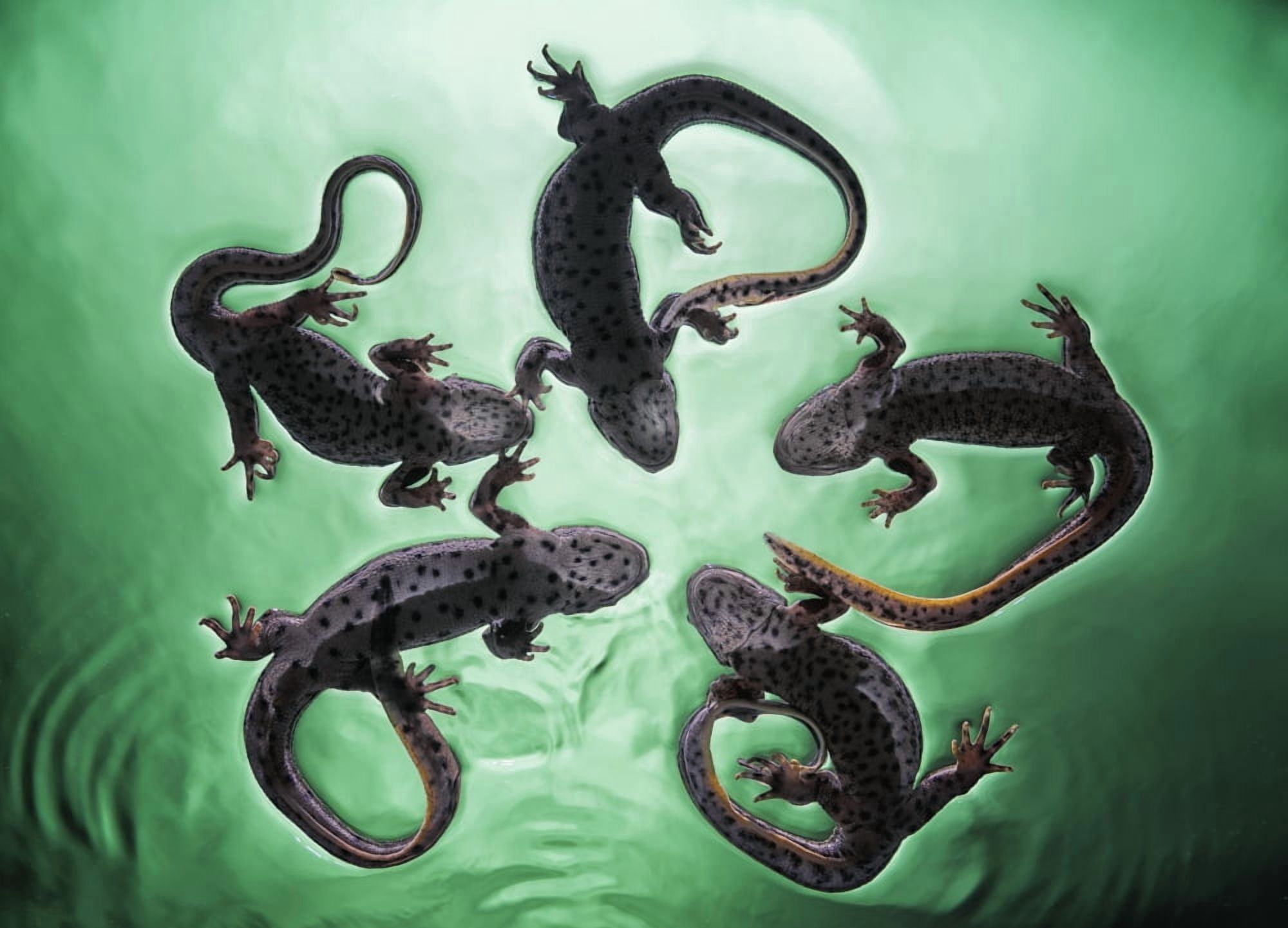Newts (Pleurodelinae) on the surface of turquoise water Tarifa Cadiz Andalusia Spain Canvas Art - Ben Welsh Design Pics (38 x 26)