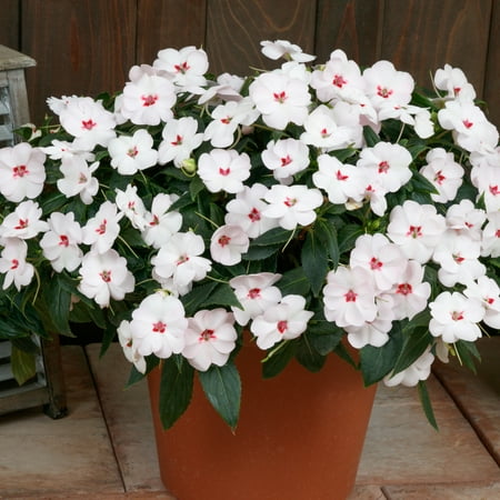 Next Generation 2.5 in. SunPatiens® Vigorous Sweetheart White Annual with Filtered Sun - 3 Piece