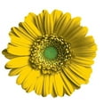 thumbnail image 1 of Next Innovations 101410066-ORANGE Orange Daisy Wall Art, 1 of 1