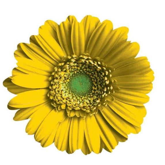 Next Innovations 101410066-ORANGE Orange Daisy Wall Art