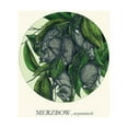thumbnail image 1 of Merzbow - Nezumimochi - Music & Performance - Vinyl, 1 of 1