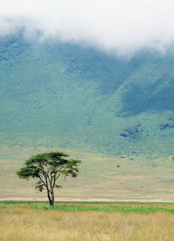 Ngorongoro Crater Canvas Art - Chris Caldicott Design Pics (13 x 18)