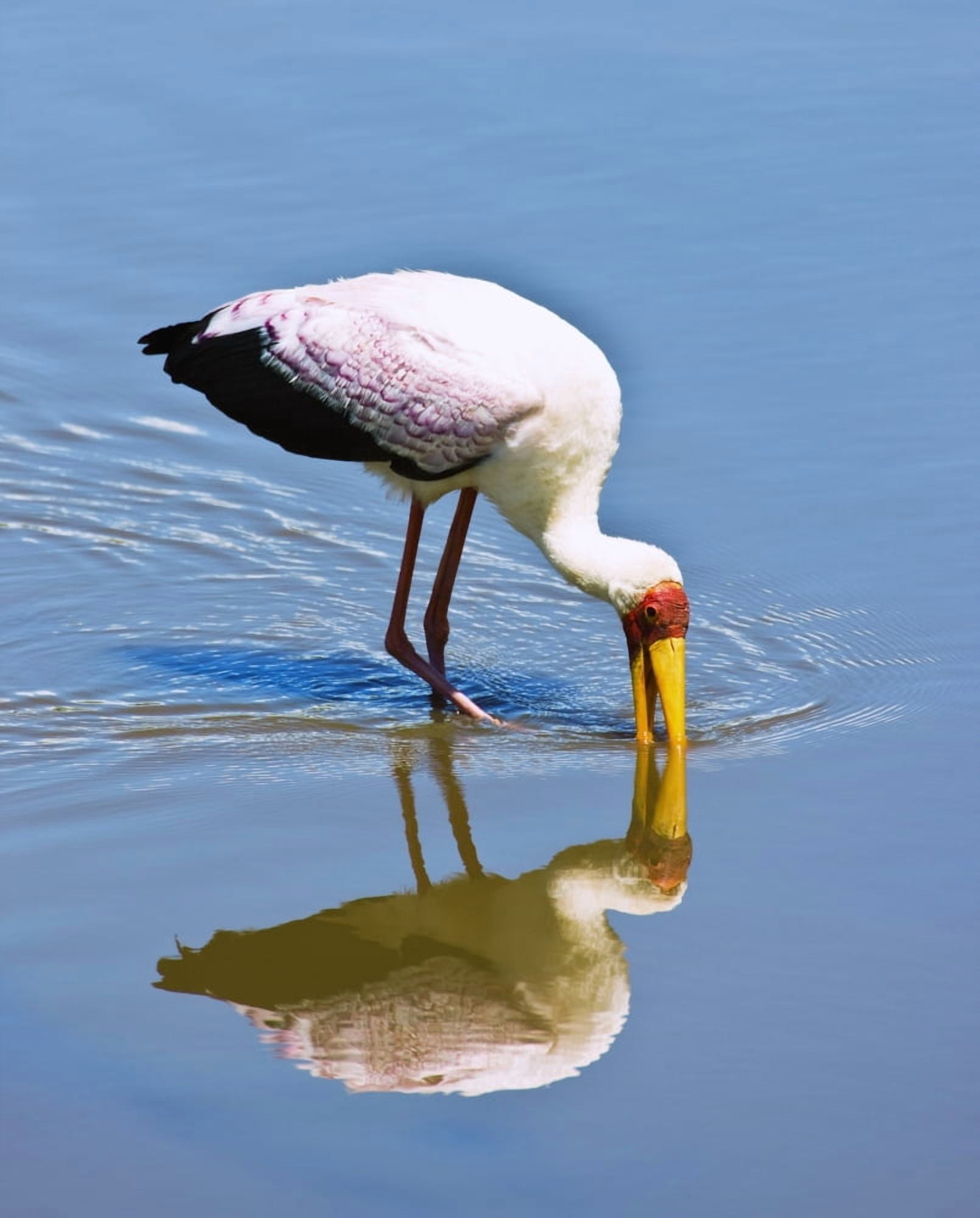 Ngorongoro Crater Tanzania Africa Yellow-Billed Stork (Mycteria Ibis) Canvas Art - Carson Ganci Design Pics (26 x 34)