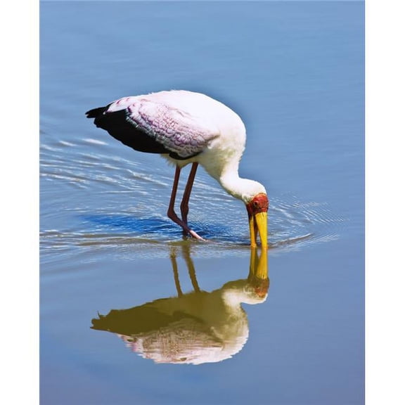 Ngorongoro Crater Tanzania Africa - Yellow-Billed Stork Mycteria Ibis Poster Print - Large - 26 x 34