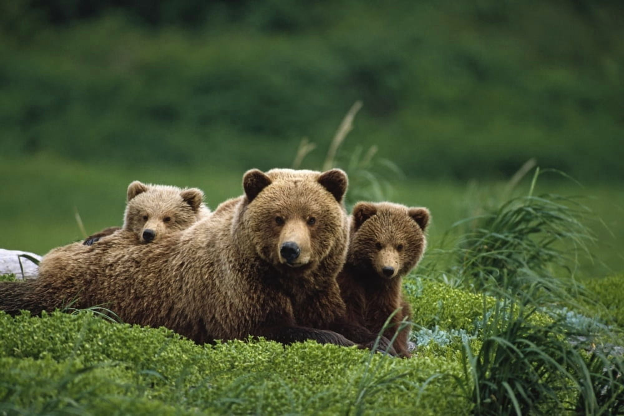 Ngrizzly Bear Mother And Cubs Lay In Field Southwest AkNsummer Canvas Art - Jo Overholt Design Pics (34 x 22)