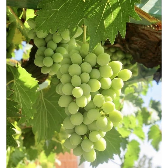 Niagara Grapes Vine, Sweet Grapevine Plant Green Grapevines Plant 7-14"Tall, No Pot