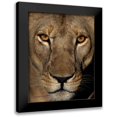 thumbnail image 1 of Niassa Lion Project 20x24 Black Modern Framed Museum Art Print Titled - Golden Eyes, 1 of 5