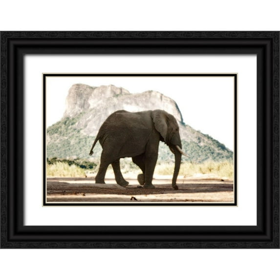 Niassa Lion Project 24x17 Black Ornate Wood Framed with Double Matting Museum Art Print Titled - Lone Ele