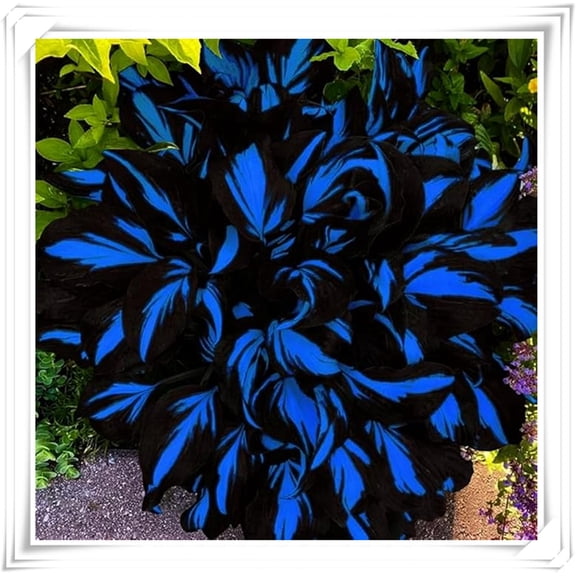 Nice Blue Hostas – No Artificial Inputs – Premium Garden Stakes – Home & Yard Decor – Perfect Present for Plant Lovers – Flowering Annually