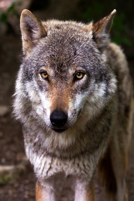 Nice Wolves Nice Doggy: The Misunderstood Wolf: Most of Us Grew Up Hearing Stories ...