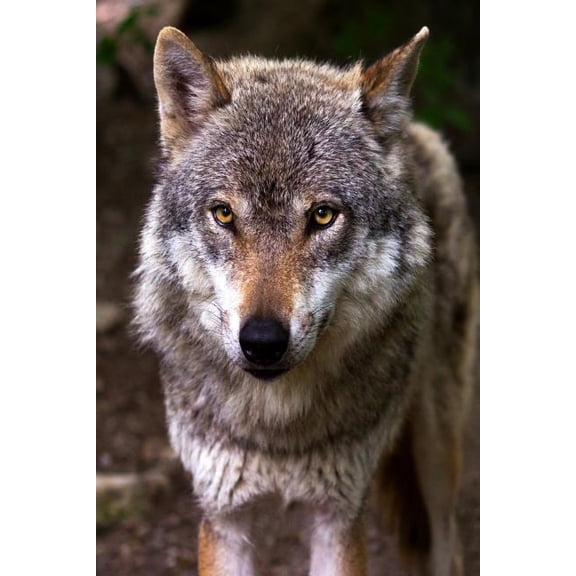 Nice Doggy: The Misunderstood Wolf: Most of Us Grew Up Hearing Stories about the Big, Bad Wolf. But Wolves Are Not Really Big or B