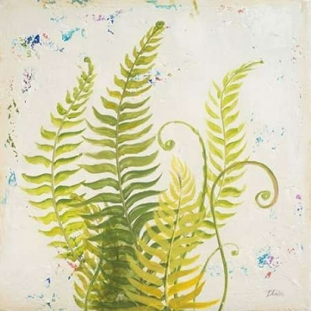 Nice Ferns II Poster Print by Patricia Pinto (24 x 24)