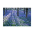 thumbnail image 1 of Nick Dautlich 'Bluebell Dreams II' Canvas Art, 1 of 3