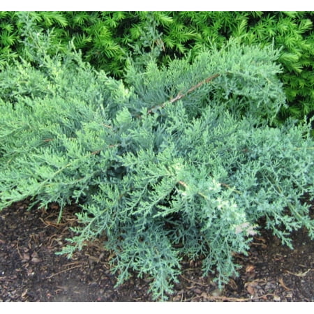 Nick's Compact Juniper - 3 Gallon Evergreen Shrub