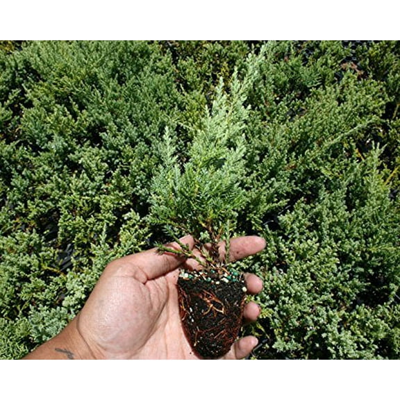 Nicks Compacta Juniper - 30 Live Plants - Drought Tolerant Cold Hardy Evergreen