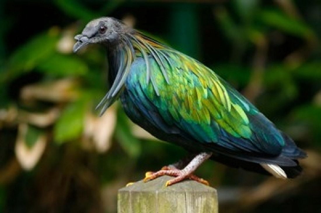 Nicobar Pigeon bird Indonesia Canvas Art - David Slater DanitaDelimont (36 x 24)