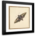 thumbnail image 1 of Nicolaas Struyk 20x22 Black Modern Framed Museum Art Print Titled - A Moth (Early 18th-Mid 18th Century), 1 of 5