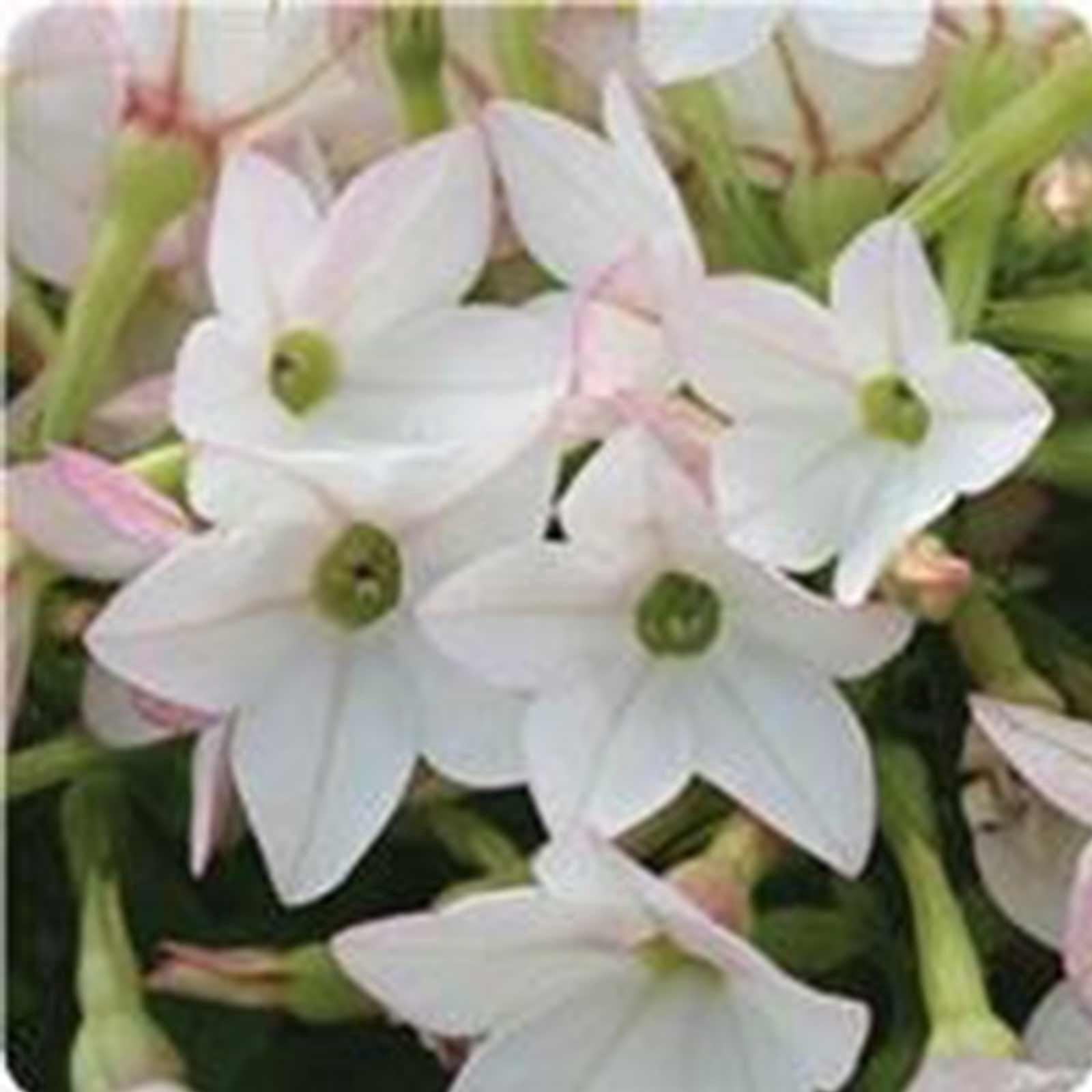 Nicotaina Flower Garden Seeds - Starmaker Series: Appleblossom - 1000 Seeds - Annual Flower Gardening Seeds - Nicotaina alata