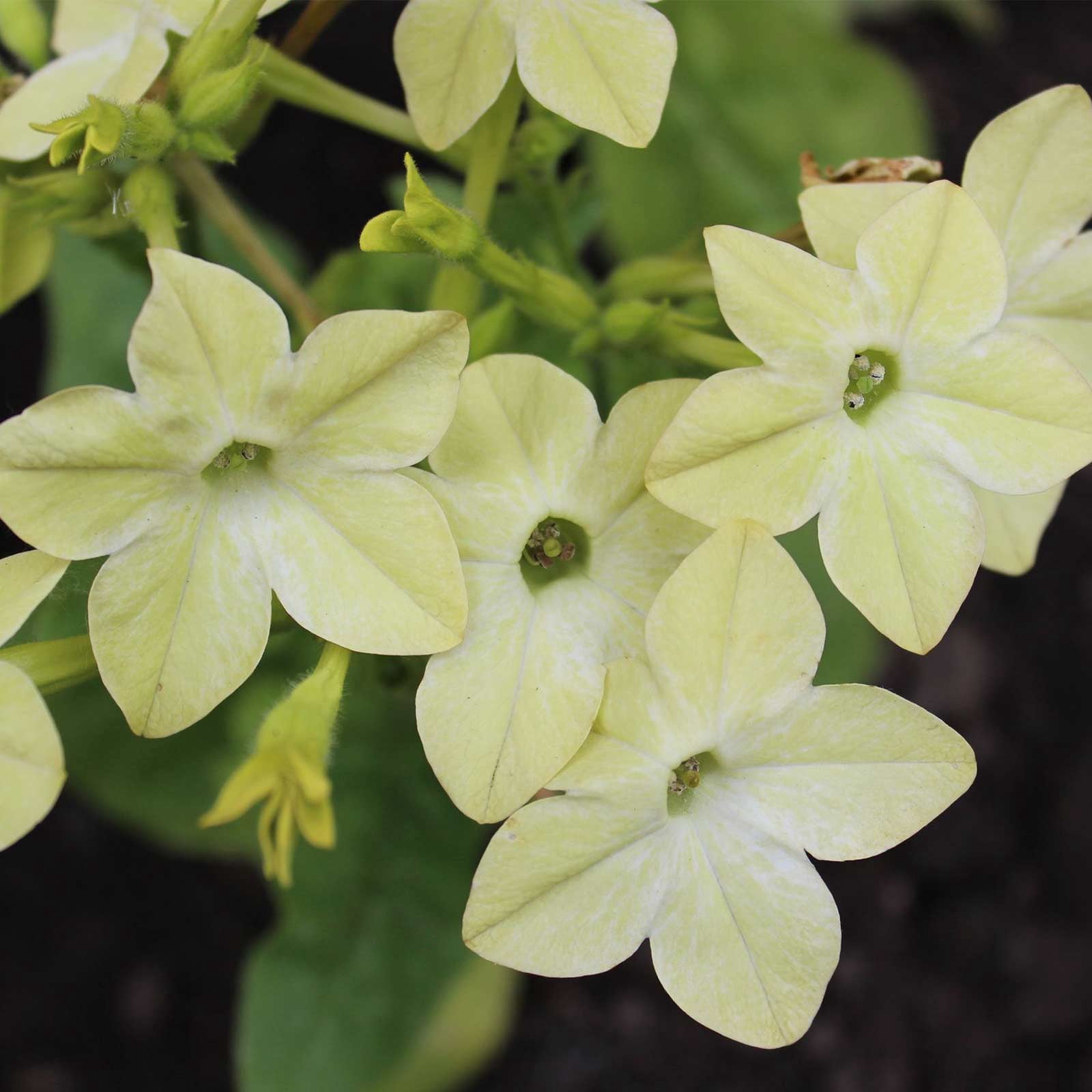 Nicotaina Flower Garden Seeds - Starmaker Series: Deep Lime - 1000 Seeds - Annual Flower Gardening Seeds - Nicotaina alata