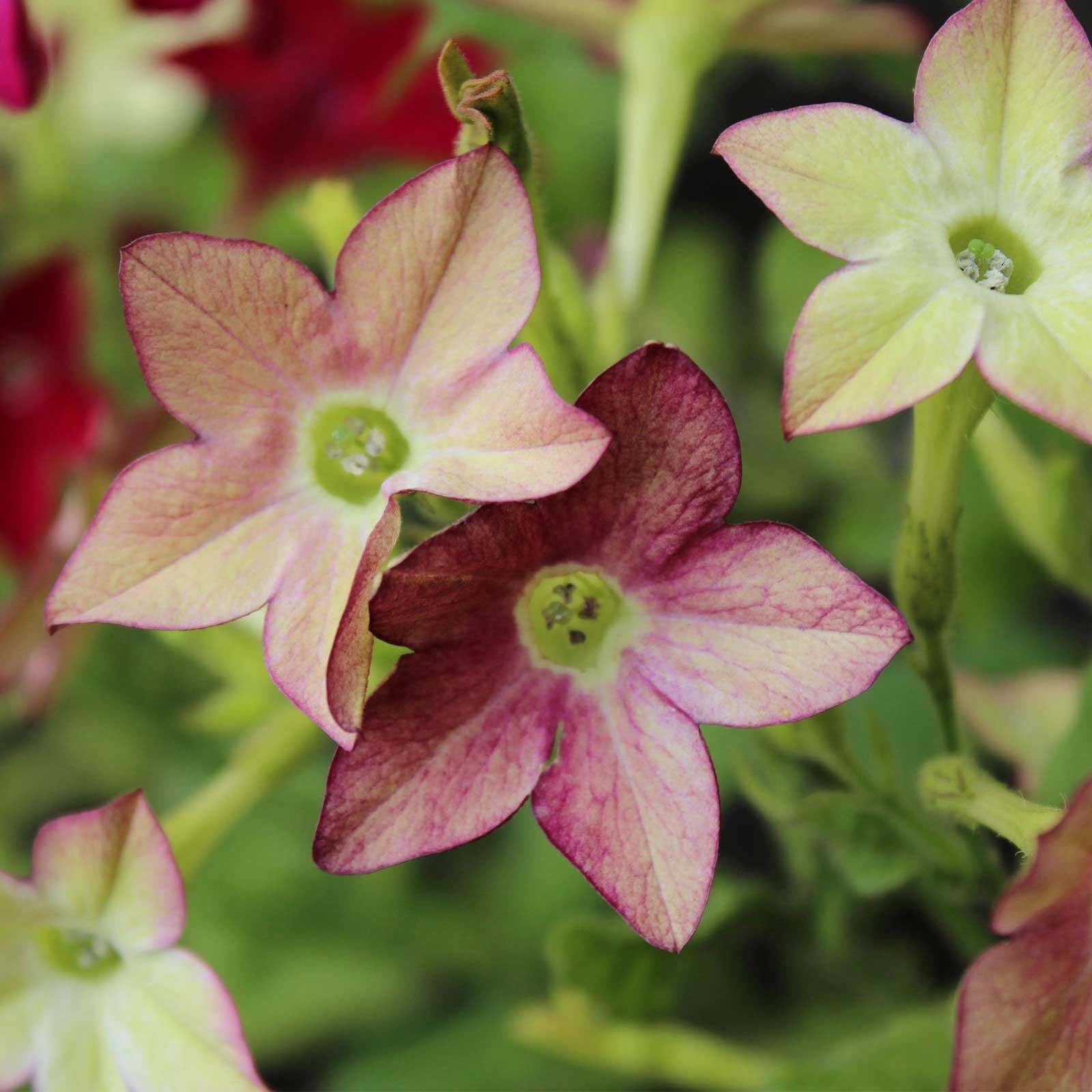 Nicotaina Flower Garden Seeds - Starmaker Series: Lime Purple Bicolor - 1000 Seeds - Annual Flower Gardening Seeds - Nicotaina alata