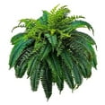 thumbnail image 1 of Nicoxijia 55cm Artificial Green Boston Fern, 1 of 7