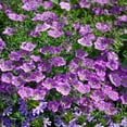 thumbnail image 1 of Nierembergia Seeds - Purple Robe Cup Flower Ground Cover Seed - 10000 Seeds, 1 of 3
