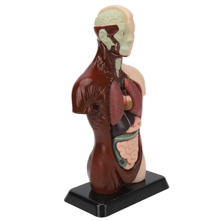 Nieyigj 3D Detachable Human Body Torso Anatomy Model Realistic Science Educational Tool for Teaching Study Medical Students Unisex Display 11.81 in / 30 cm