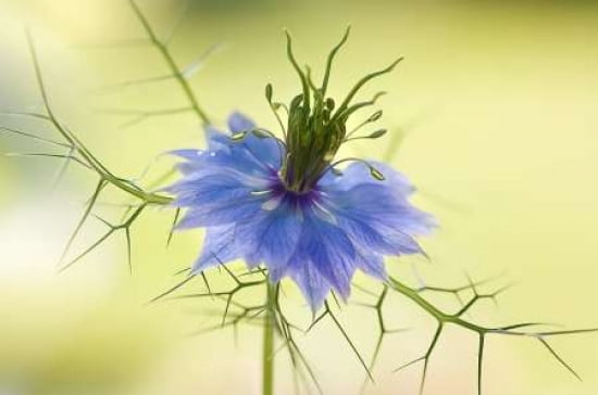 Nigella Canvas Art - Mandy Disher (12 x 18)